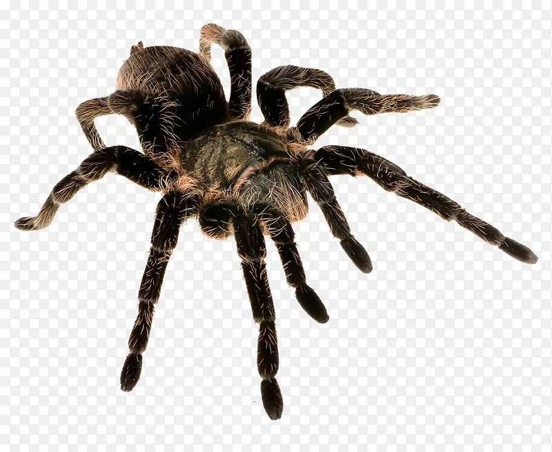 ����С֩��-������