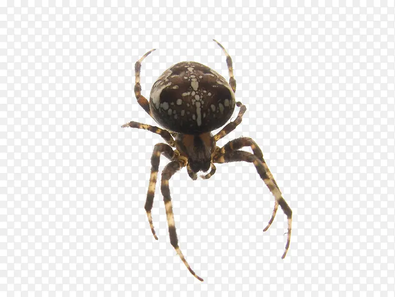 ����С֩��-������