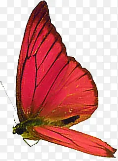 ����������Ӱ��ɫ����-������