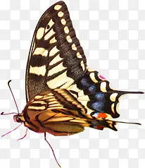 �ɰ����պ�������-������