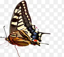 �ɰ�Ψ���������-������