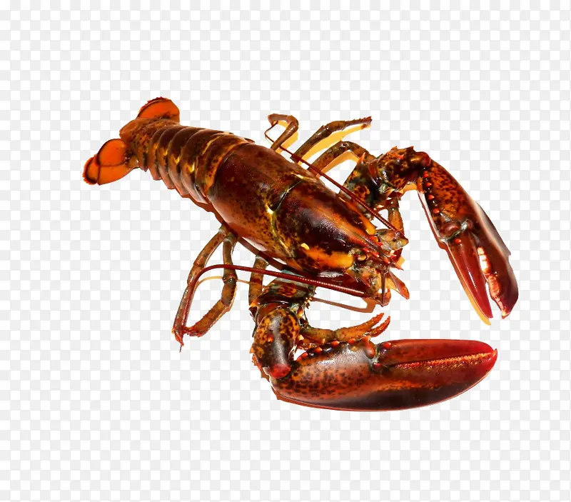 ��Ϻ-������