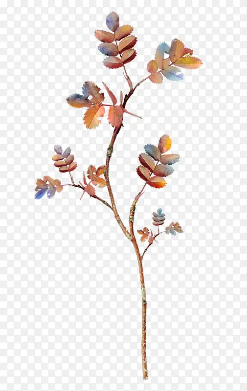 ��֦�ʻ���֦����-������