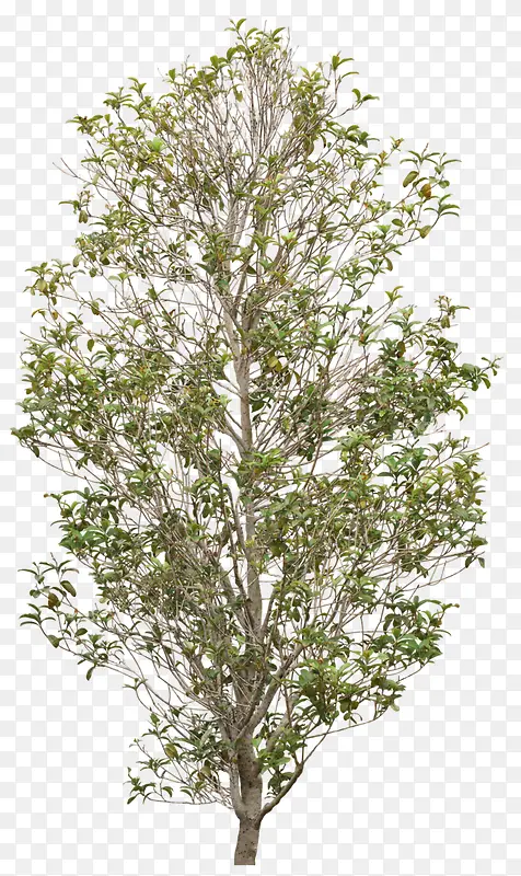 �ϳɴ������������Ӱ-������