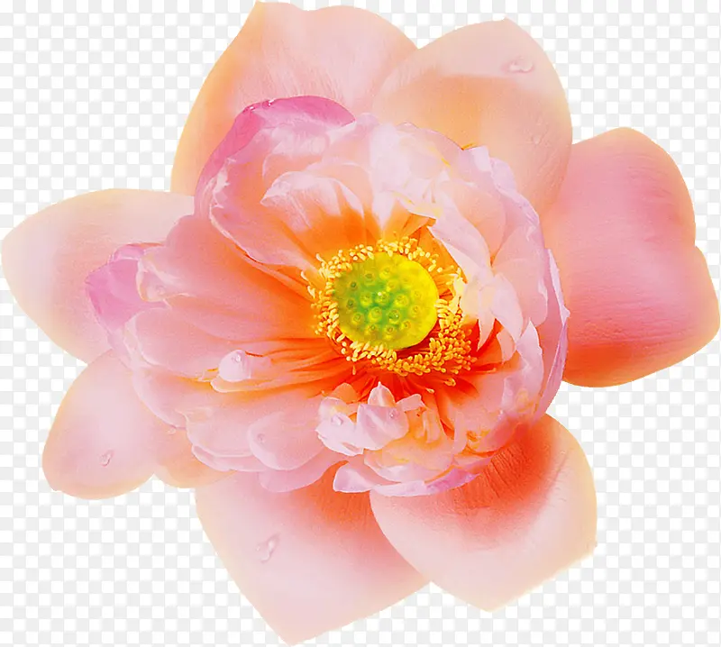 �ϳɴ�����Ӱ��ɫ�ĺɻ�-������