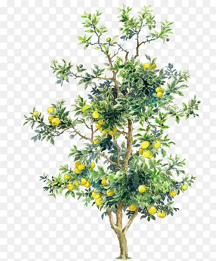 �ֻ���ɫˮ��ֲ��-������