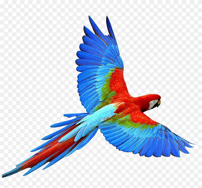 ��ɫ���������-������