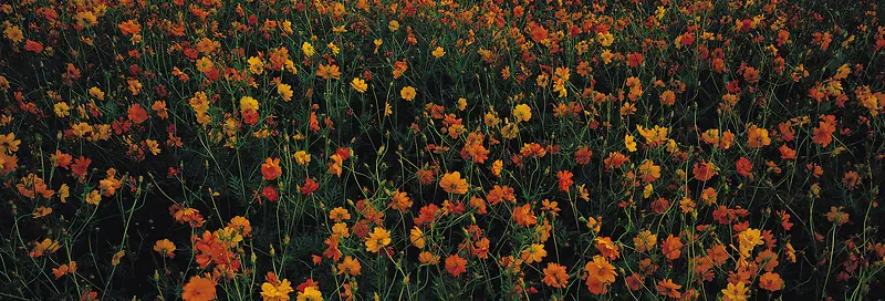 Ψ��������Ӱ�羰ͼ-������