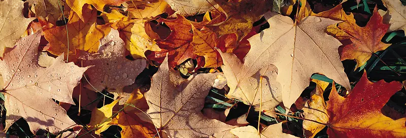 Ψ��������Ӱ�羰ͼ-������