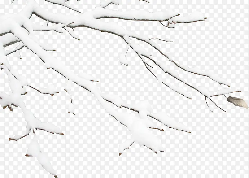 ����ѩ����֦����-������