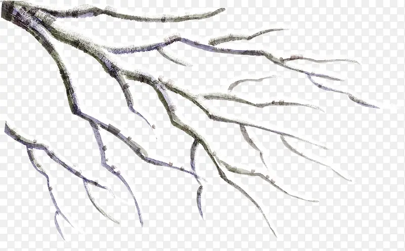 ����ѩ��ʥ����֦-������