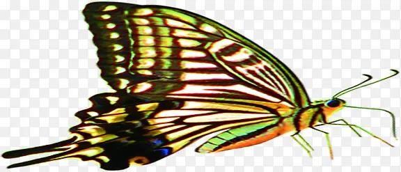 ��ɫ��Ұ�������-������