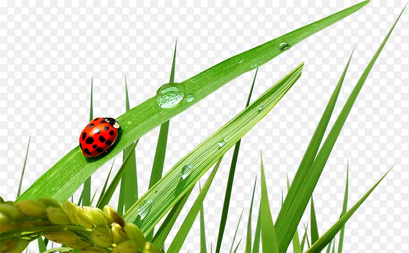 ������Ӱ��ɫ�ݳ���-������