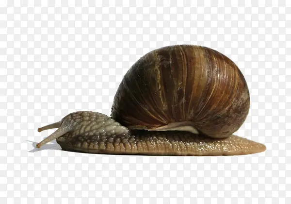 ���е���ţ-������