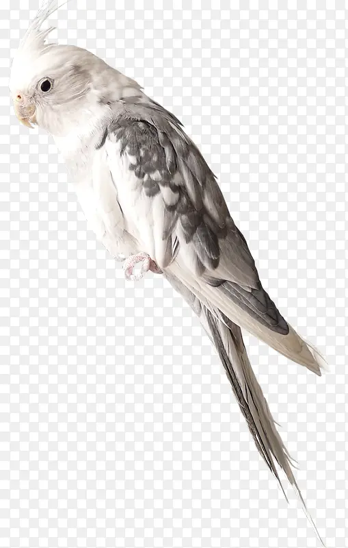 ���͸����ɫ����-������