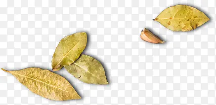 ������Ӱ��ɫ����Ҷ-������