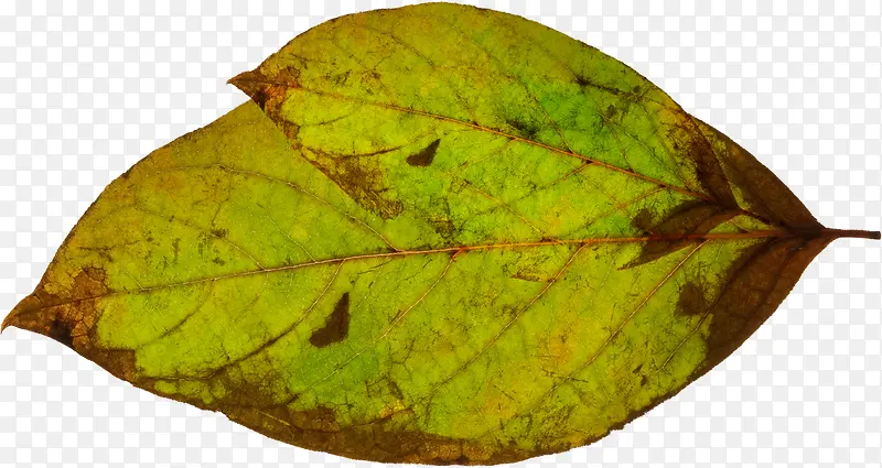 ���崴���ɫ����Ҷ��Ӱ-������