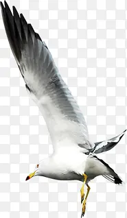 ����İ�ɫ��Ÿ-������