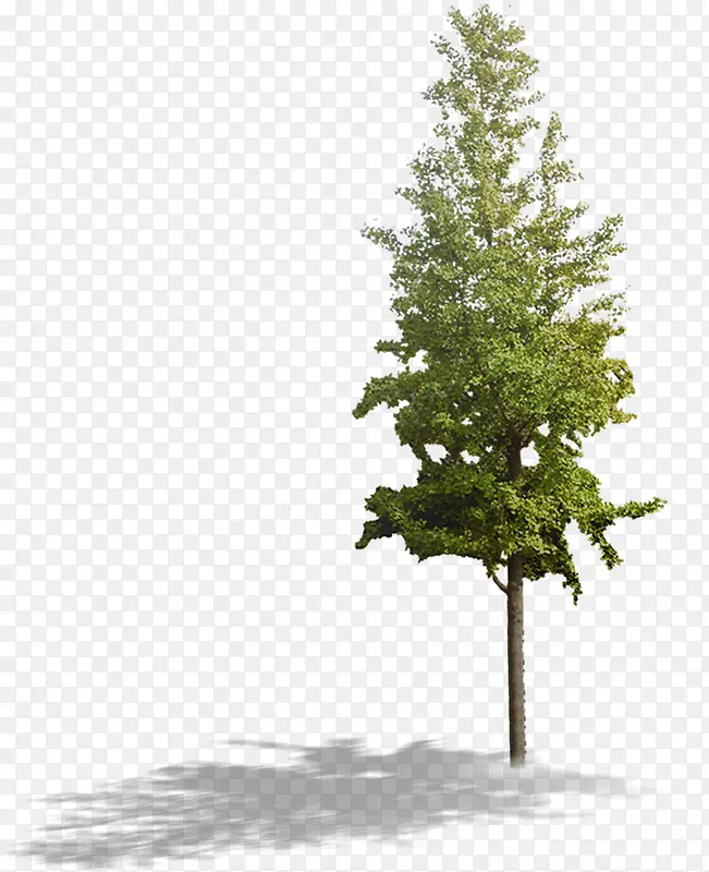 ���崴���ɫ����ľ�ϳ���Ӱ-������