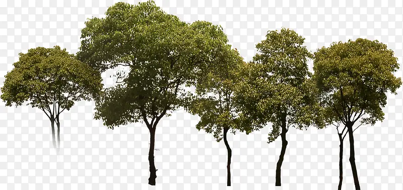 ��������ɫ��ľ-������