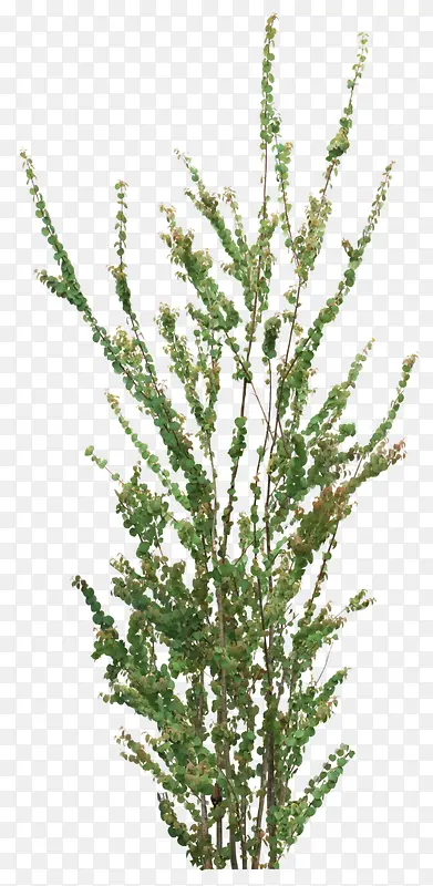 ���͸��������֦-������