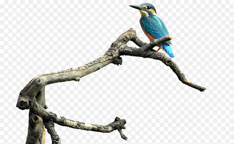 ����֦�ϵ�С��-������