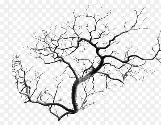 ��������֦-������