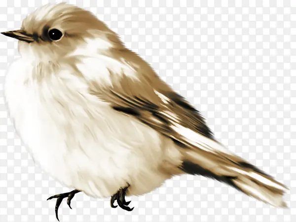 �ֻ�Ұ�ɫ��ȸ-������