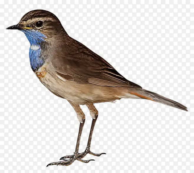 ��������ȸ-������