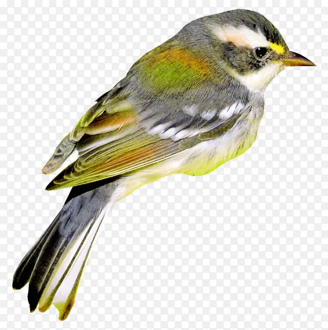 ��ȸ����-������