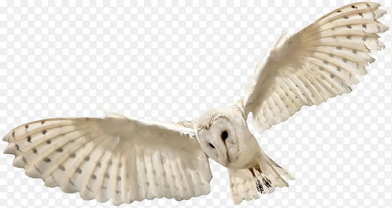 �������ӥ-������