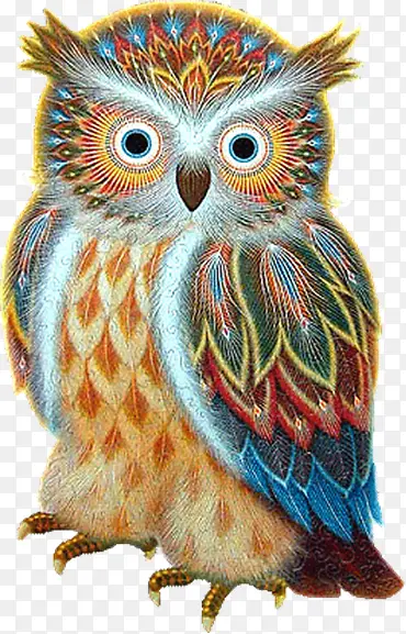 ��ͨ�ֻ���ӥ-������