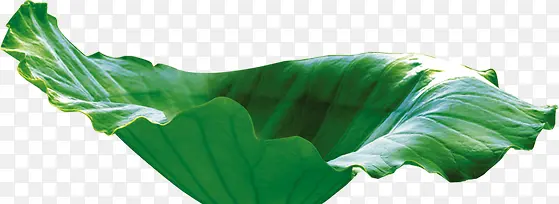 ������Ӱˮ����Ҷ-������