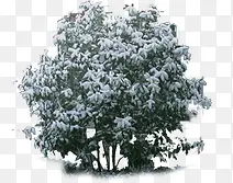 ����ϳɸ��崴����ľ����-������