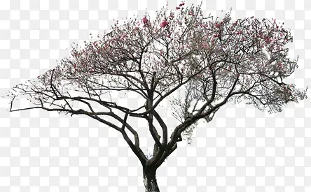 ��ɫ������ľ����ϳ���Ӱ-������