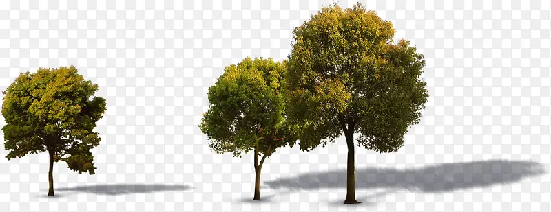 �������ϳ���ľ-������