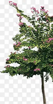 ���崴�⻨����ľ��Ӱ�ϳ�-������