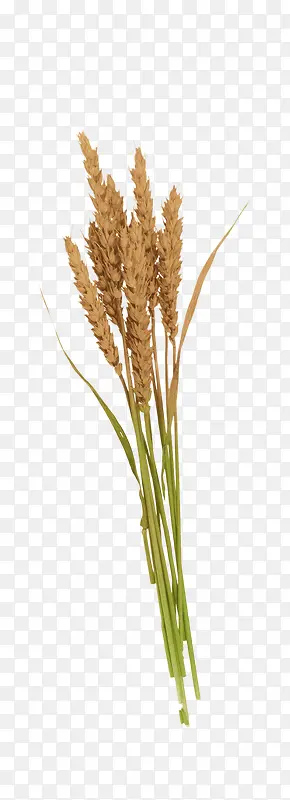 С��-������