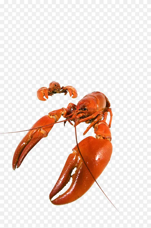 ʳ��-������