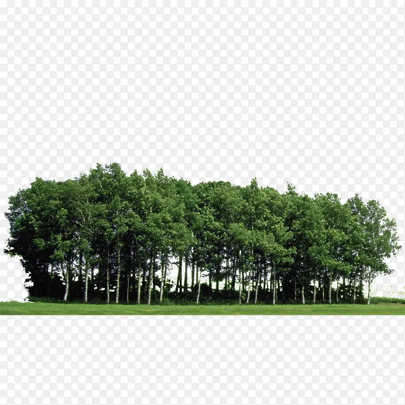 ֲ�� �� ɭ�� ��Ҷ-������