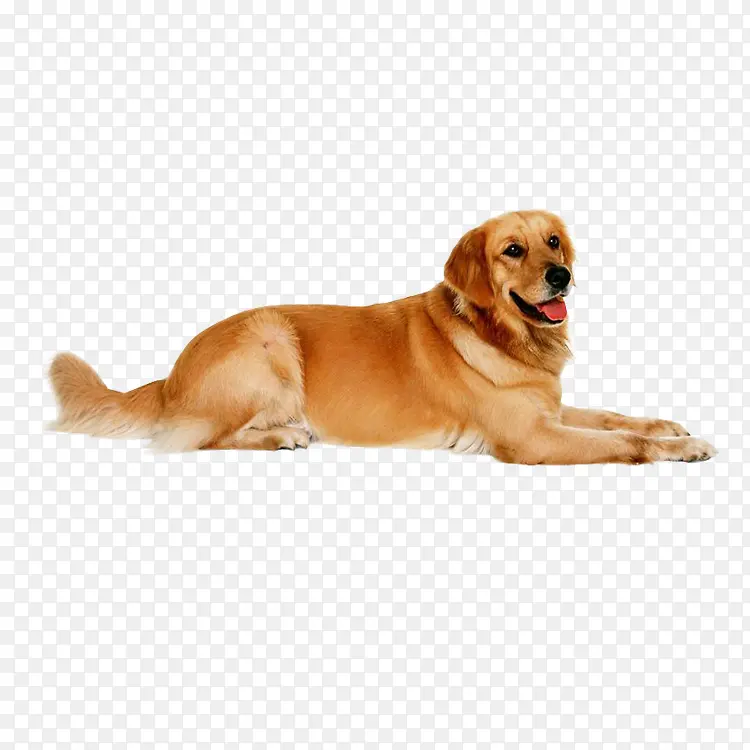 ��ë-������