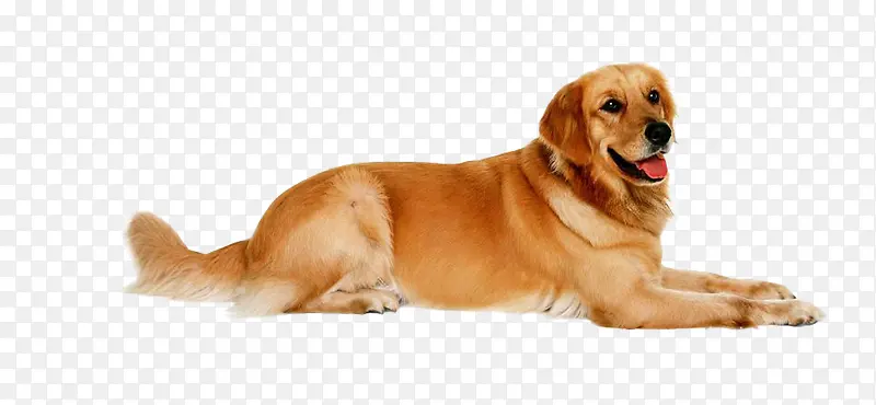 �ɰ����ë-������