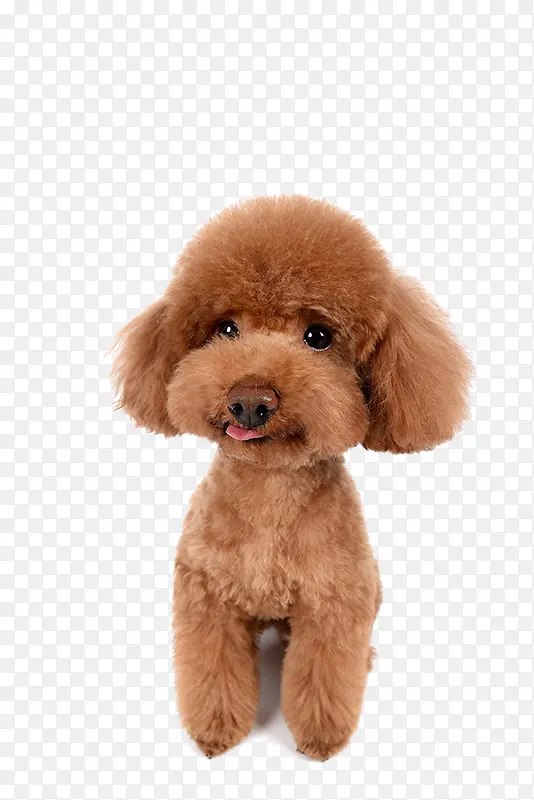 ��ɫ̩��-������