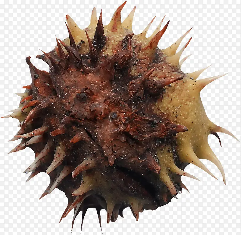 ʳ��-������