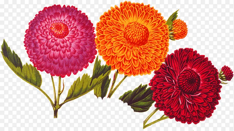 ��ɫʢ������ֲ��-������