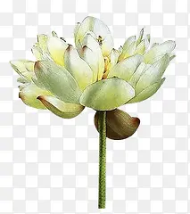 ���ʢ���ɻ��廭-������