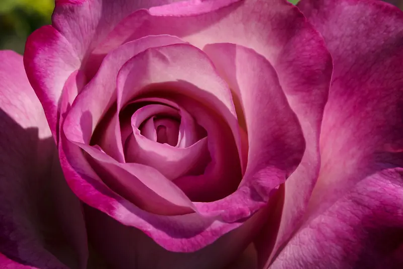 ����ʢ����Ӱ�ز�-������