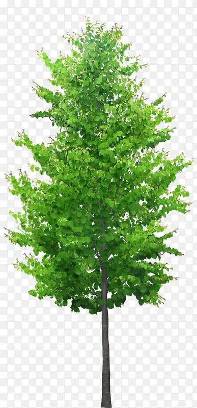 �ߴ�ֱͦ�Ĵ���-������