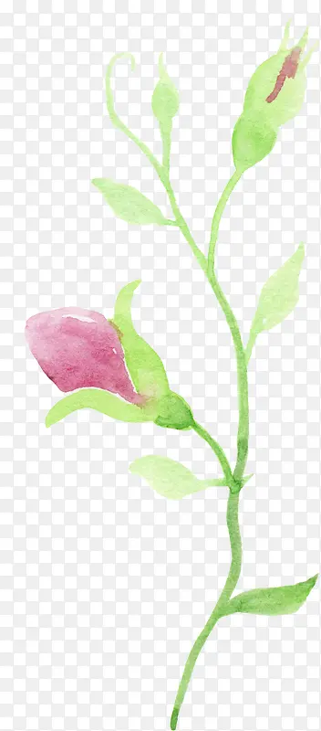 ����ˮ��֦��-������