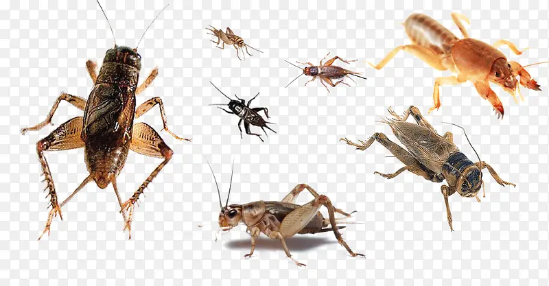 �󰶯��-������